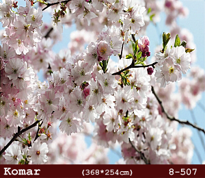 silivri alman komar 8 parçalı duvar posteri 