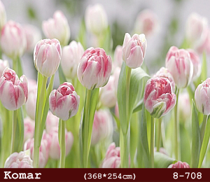 silivri alman komar 8 parçalı duvar posteri 