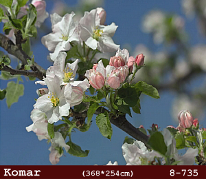 silivri alman komar 8 parçalı duvar posteri 