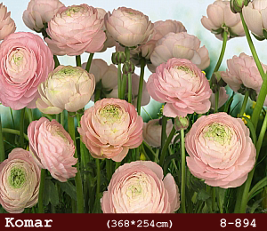 silivri alman komar 8 parçalı duvar posteri 