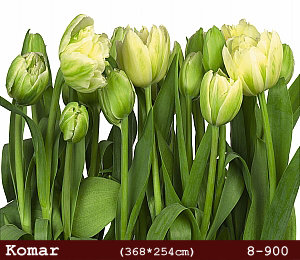 silivri alman komar 8 parçalı duvar posteri 